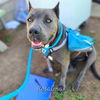 adoptable Dog in Long Beach, CA named *ROSALINA