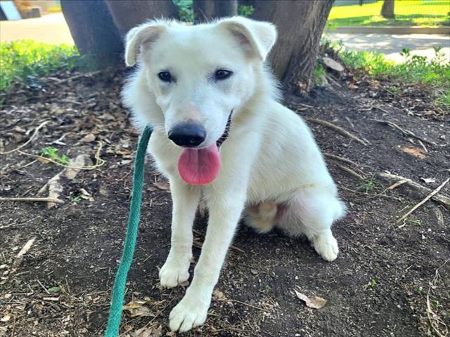 adoptable Dog in Long Beach, CA named *POLARIS