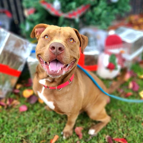 picture of the dog needing adoption