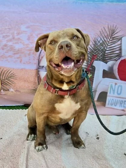adoptable Dog in Long Beach, CA named *REGINALD