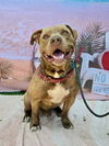 adoptable Dog in Long Beach, CA named *REGINALD