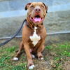 adoptable Dog in Long Beach, CA named *REGINALD