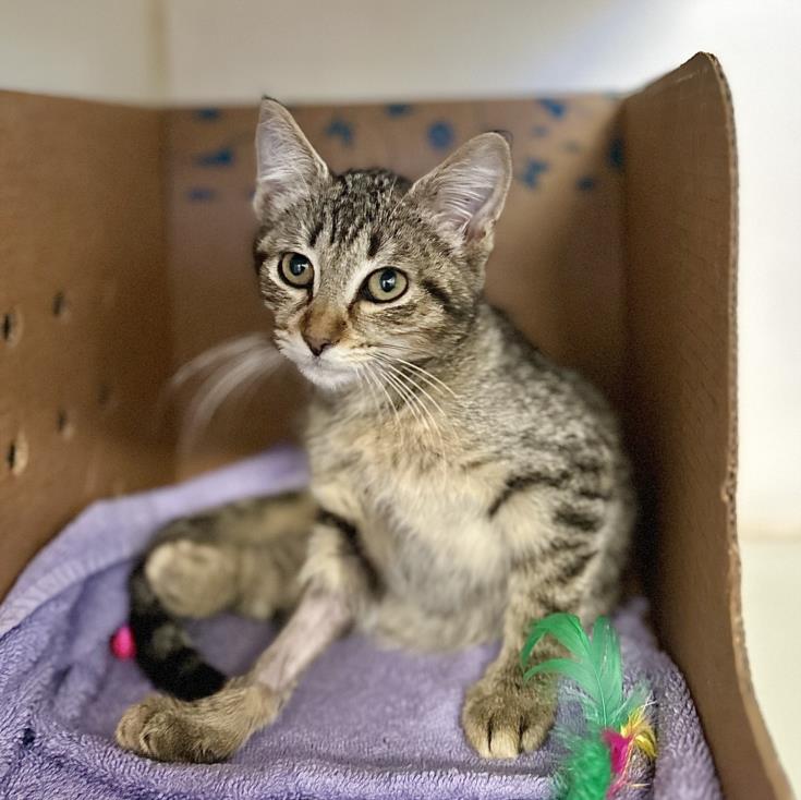 adoptable Cat in Long Beach, CA named *GIANNA