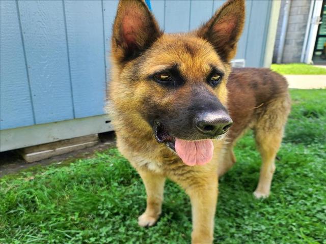 adoptable Dog in Long Beach, CA named *RAMSEY