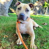 adoptable Dog in Long Beach, CA named *PILLSBURY