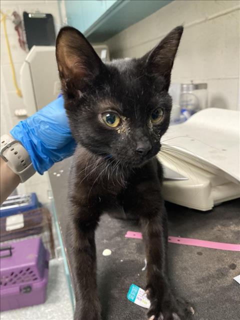 adoptable Cat in Long Beach, CA named *ZIGGY