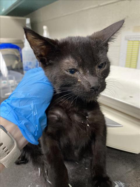 adoptable Cat in Long Beach, CA named *ZEPHYR