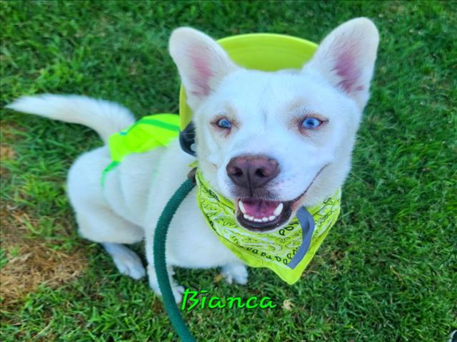 adoptable Dog in Long Beach, CA named *BIANCA