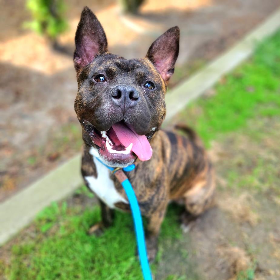 adoptable Dog in Long Beach, CA named BEAR