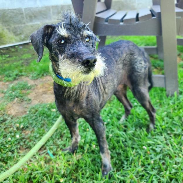 adoptable Dog in Long Beach, CA named CURLEY