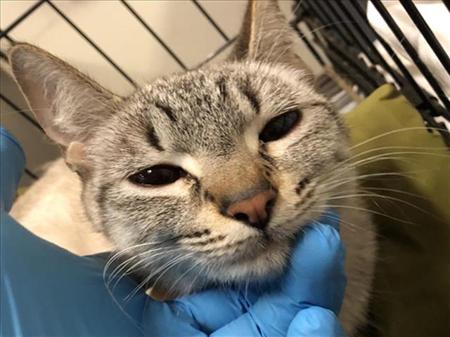 adoptable Cat in Long Beach, CA named A728683