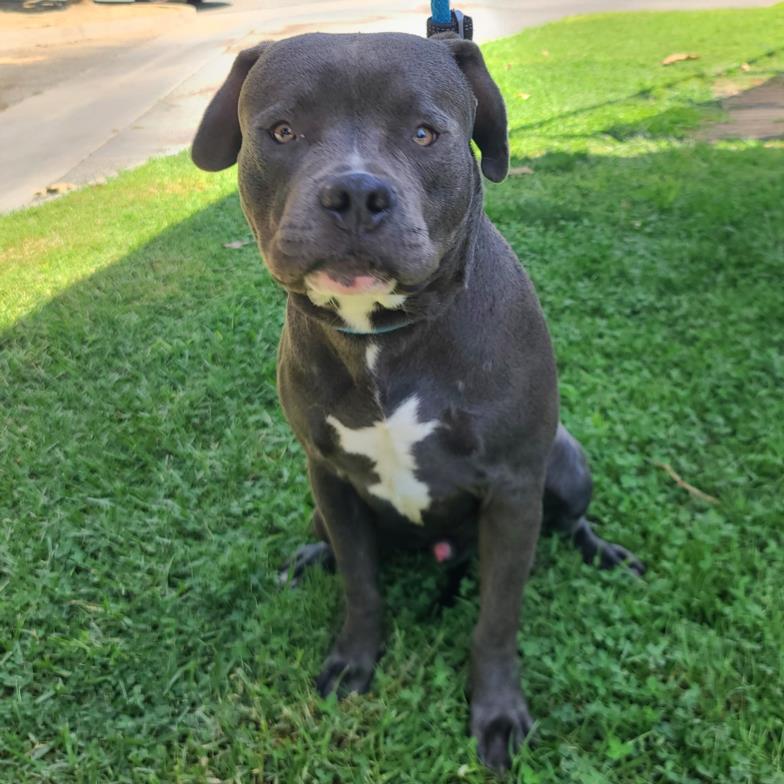 adoptable Dog in Long Beach, CA named *PROFESSOR PIGLET