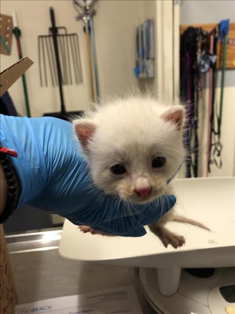 adoptable Cat in Long Beach, CA named *LEON