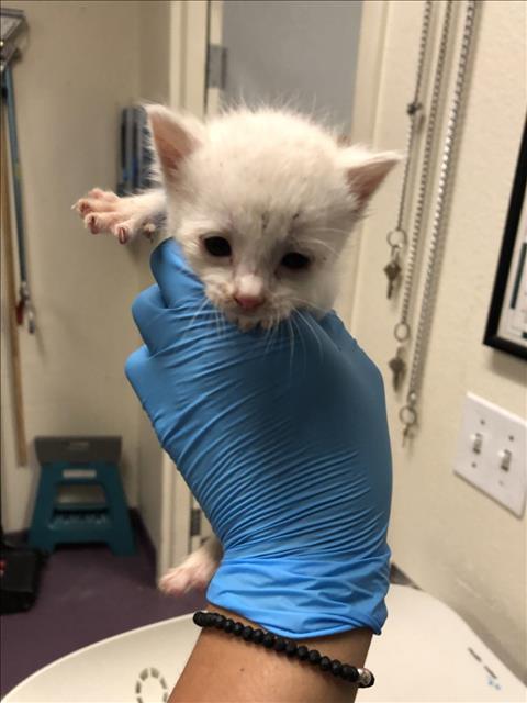 adoptable Cat in Long Beach, CA named *CHEWY