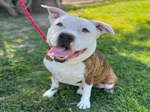 picture of the dog needing adoption