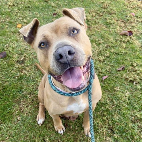 picture of the dog needing adoption