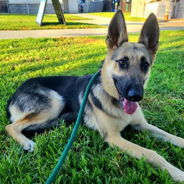 adoptable Dog in Long Beach, CA named *MINERVA