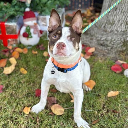 picture of the dog needing adoption