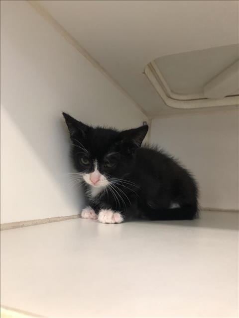 picture of the cat needing adoption