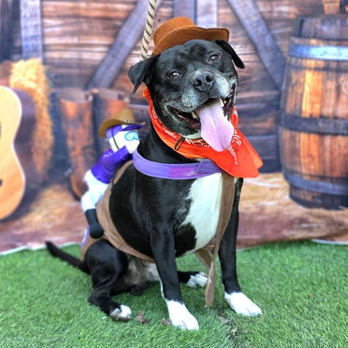 picture of the dog needing adoption