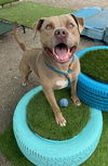 adoptable Dog in Long Beach, CA named *CHEERIO