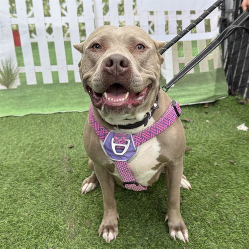 picture of the dog needing adoption