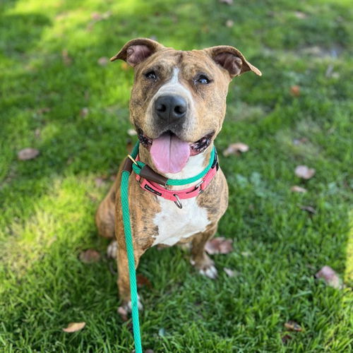 picture of the dog needing adoption