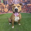 adoptable Dog in  named *PARFAIT