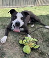 adoptable Dog in Long Beach, CA named *SPROCKET