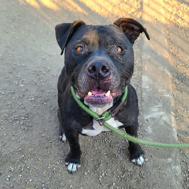 adoptable Dog in Long Beach, CA named *ONYX