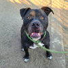 adoptable Dog in Long Beach, CA named *ONYX