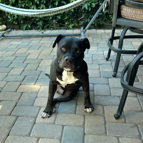 *ONYX - Pit Bull Terrier for adoption in Long Beach
