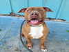adoptable Dog in  named KAHLUA