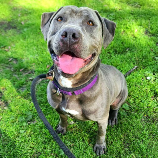 adoptable Dog in Long Beach, CA named *CARMENITA