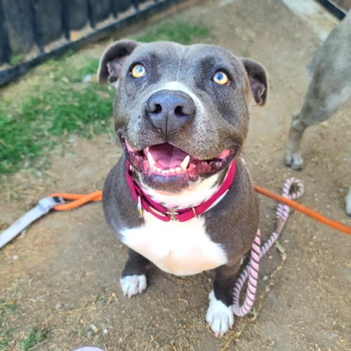 *FUCHSIA - Pit Bull Terrier available for adoption
