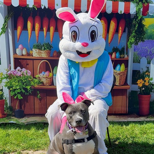 *FUCHSIA - Pit Bull Terrier for adoption in Long Beach