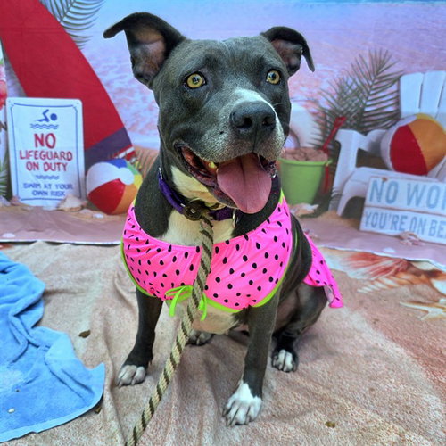 *FUCHSIA - Pit Bull Terrier for adoption in Long Beach
