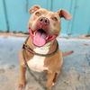 adoptable Dog in Long Beach, CA named *GRAHAM