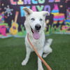 adoptable Dog in Long Beach, CA named *HARVEY