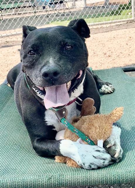 adoptable Dog in Long Beach, CA named *VALERIA