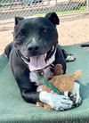 adoptable Dog in  named *VALERIA
