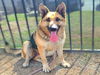 adoptable Dog in Long Beach, CA named *MARIGOLD