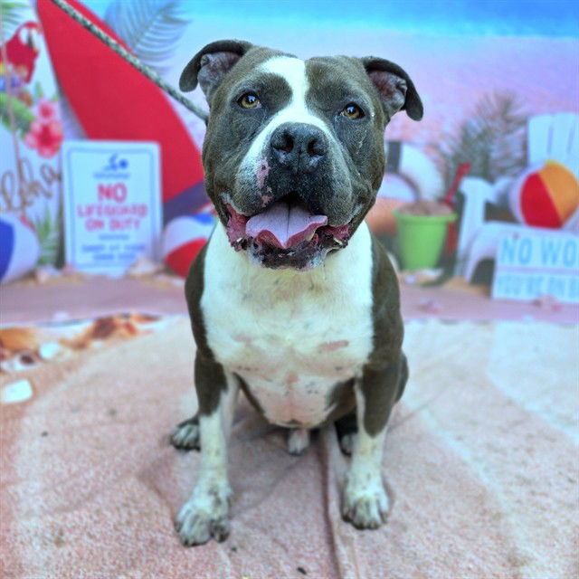 adoptable Dog in Long Beach, CA named BUDDY