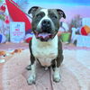 adoptable Dog in Long Beach, CA named BUDDY