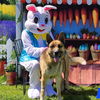 adoptable Dog in Long Beach, CA named *WETHERBY