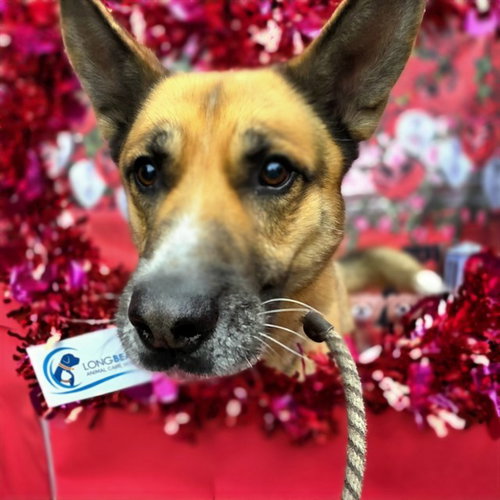 *WETHERBY - German Shepherd Dog available for adoption