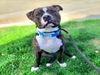 adoptable Dog in Long Beach, CA named *LEVI