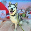 adoptable Dog in  named *PASCAL