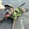 adoptable Dog in Long Beach, CA named *PIGLET