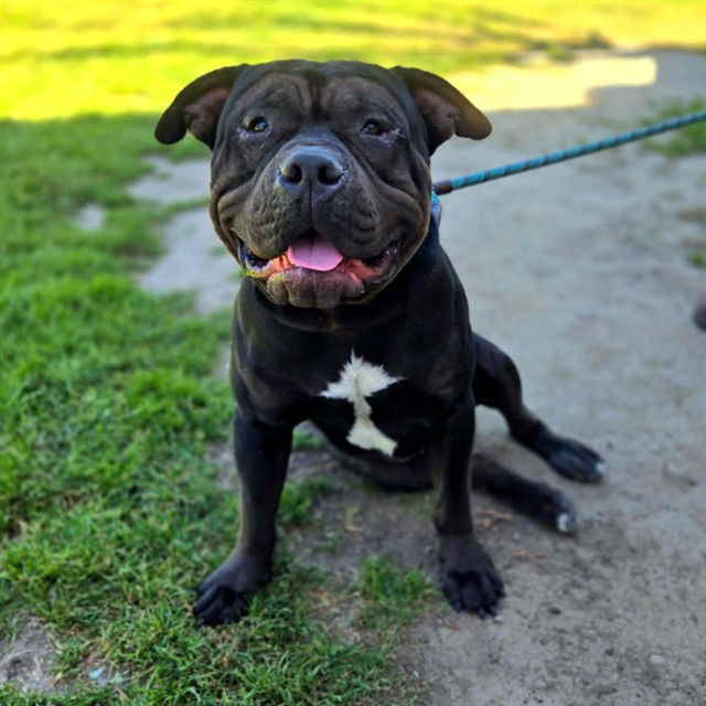 adoptable Dog in Long Beach, CA named *GUINNESS